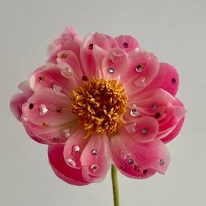 Meet your Posher, Caroline